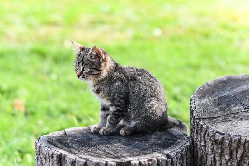 Mała tabby figlarka siedzi na dębowym konopie po środku jarda, ciekawy i skupia się fotografia royalty free Mała tabby figlarka siedzi na dębowym konopie po środku jarda, ciekawy i skupia się fotografia royalty free