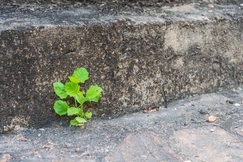 Small green plant grow on cement stair 1. Small green plant grow on cement stair 1