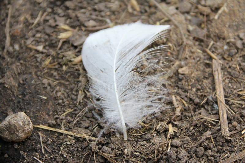 A small white feather dropped from a domestic chicken on a farm lies on the ground. A small white feather dropped from a domestic chicken on a farm lies on the ground