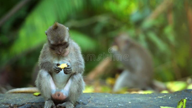 Małe małpy siadają i jedzą.