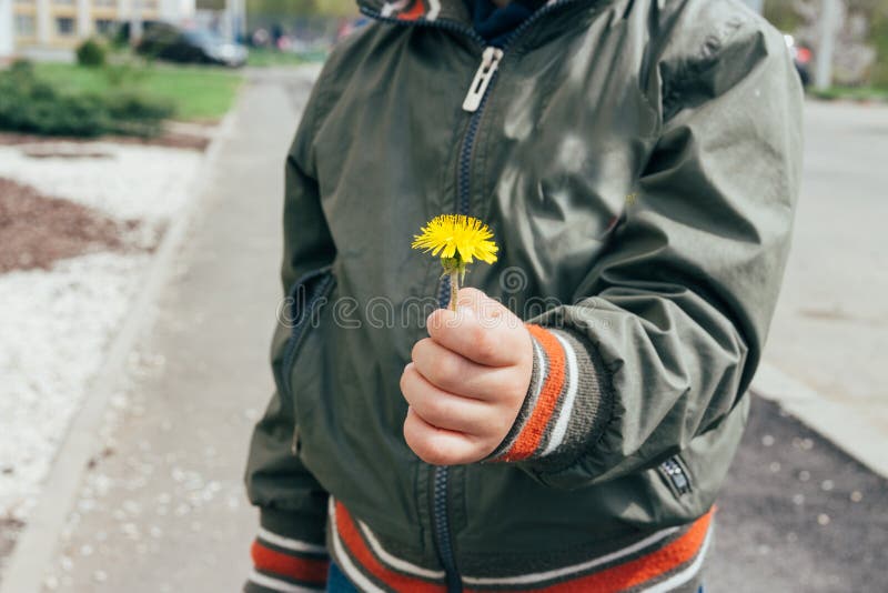 Małe ręki trzyma dandelion kwiatu obraz stock Małe ręki trzyma dandelion kwiatu obraz stock