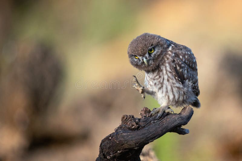 The little owl Athene noctua stands on a branch with a raised paw. The little owl Athene noctua stands on a branch with a raised paw.