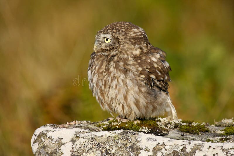 Little Owl Athene noctua taken in the mid Wales, Great Britain, UK countryside. Little Owl Athene noctua taken in the mid Wales, Great Britain, UK countryside