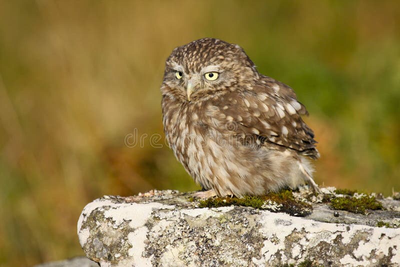 Little Owl Athene noctua taken in the mid Wales, Great Britain, UK countryside. Little Owl Athene noctua taken in the mid Wales, Great Britain, UK countryside