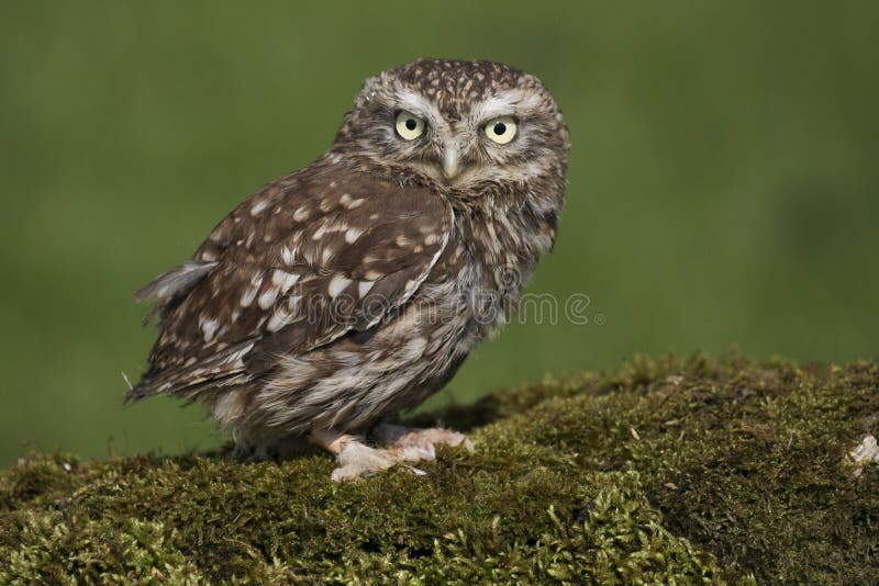 Little Owl Athene noctua taken in the mid Wales, Great Britain, UK countryside. Little Owl Athene noctua taken in the mid Wales, Great Britain, UK countryside