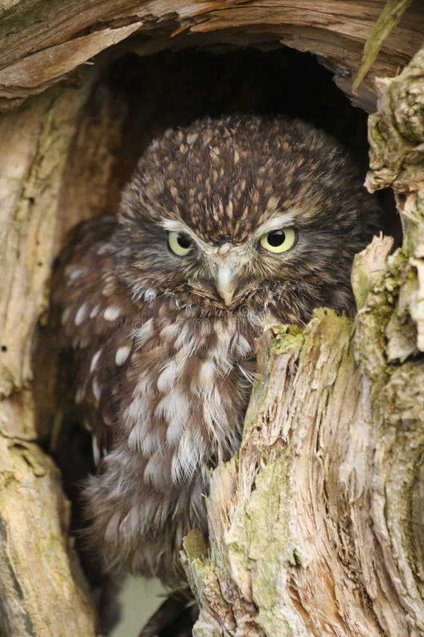 Little Owl Athene noctua taken in the mid Wales, Great Britain, UK countryside. Little Owl Athene noctua taken in the mid Wales, Great Britain, UK countryside