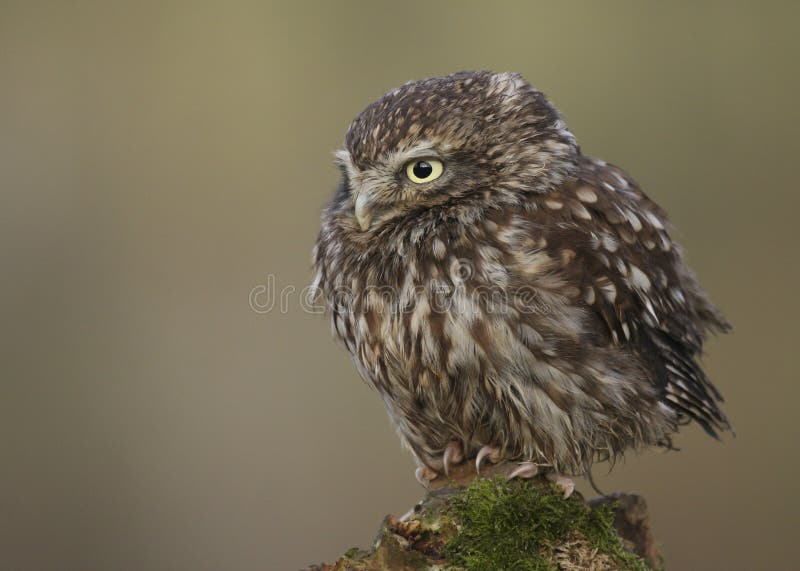 Little Owl Athene noctua taken in the mid Wales, Great Britain, UK countryside. Little Owl Athene noctua taken in the mid Wales, Great Britain, UK countryside