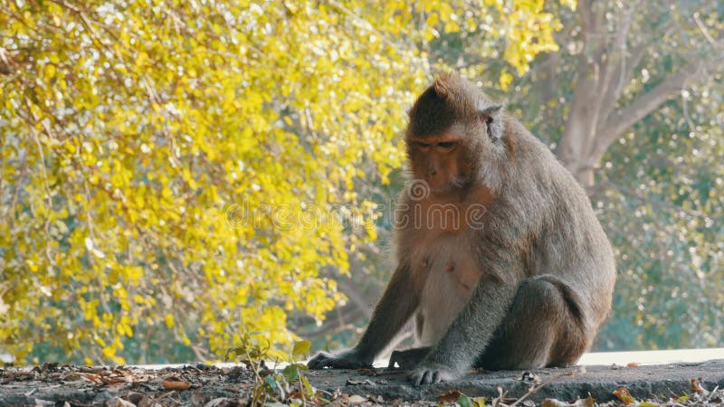 Małpa siedzi blisko drogi w parku narodowym Tajlandia
