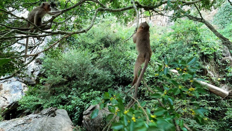 Małpa siedzi na gałęzi drzewa z kogutem w łapach