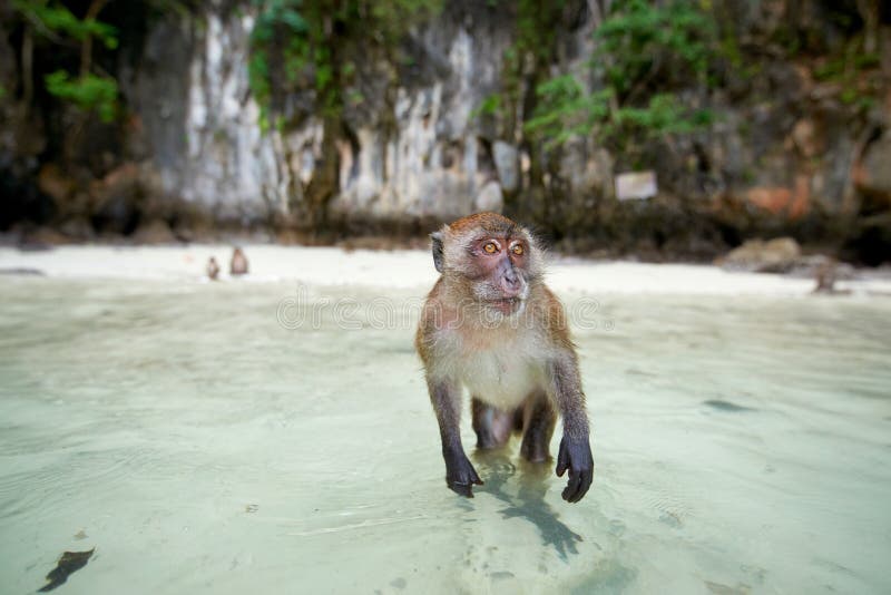 Małpi czekanie dla jedzenia w małpy plaży, Phi Phi wyspy, Thaila fotografia royalty free