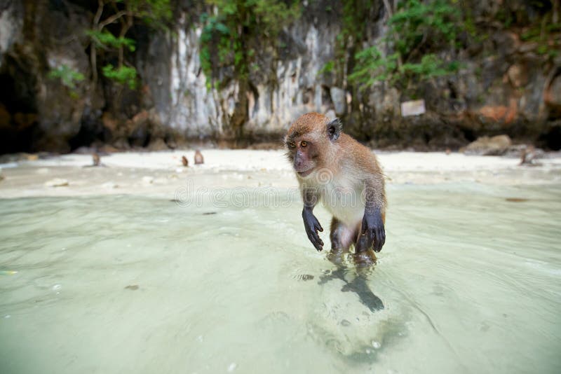Małpi czekanie dla jedzenia w małpy plaży, Phi Phi wyspy, Thaila fotografia stock