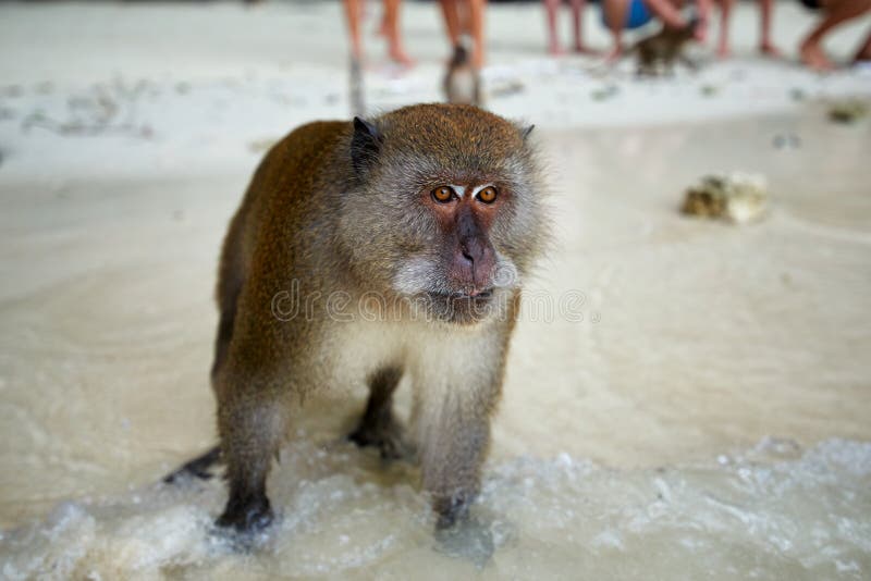 Małpi czekanie dla jedzenia w małpy plaży, Phi Phi wyspy, Thaila fotografia royalty free