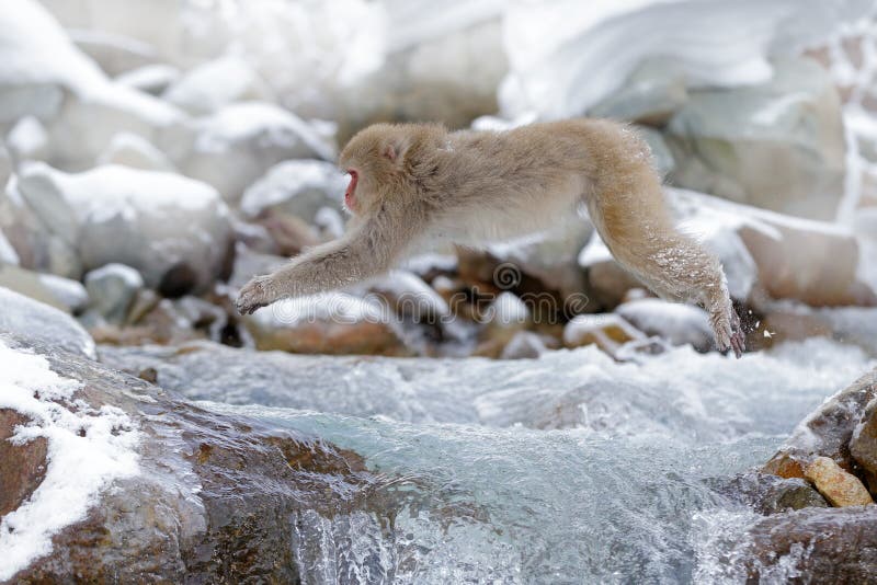 Małpi Japoński makak, Macaca fuscata, skacze przez zimy rzekę, śniegu kamień w tle, hokkaido, Japonia zdjęcia stock