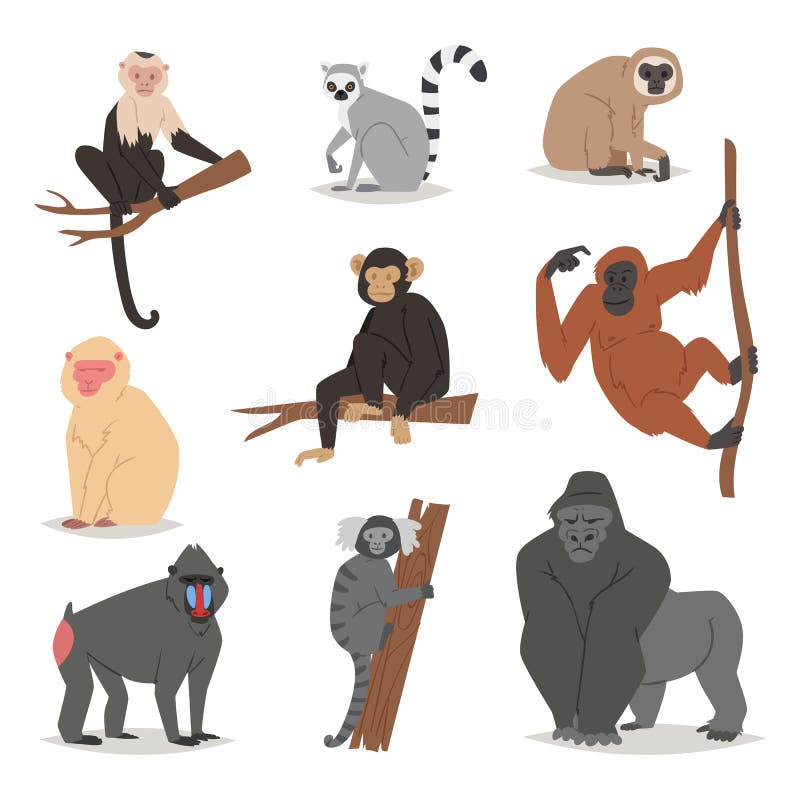 Małpiego wektoru ustalonego ślicznego zwierzęcego makaka monkeyish postać z kreskówki prymasu szympans, gibon i babbon monkeyshin ilustracja wektor