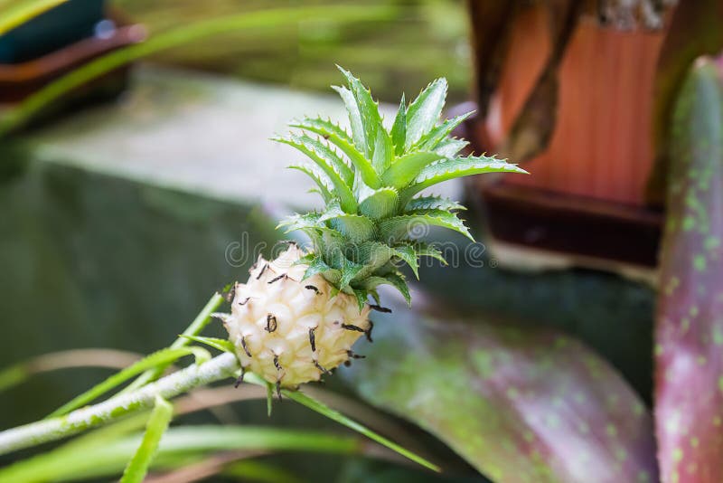 mały ananas w ogródzie obraz royalty free mały ananas w ogródzie obraz royalty free