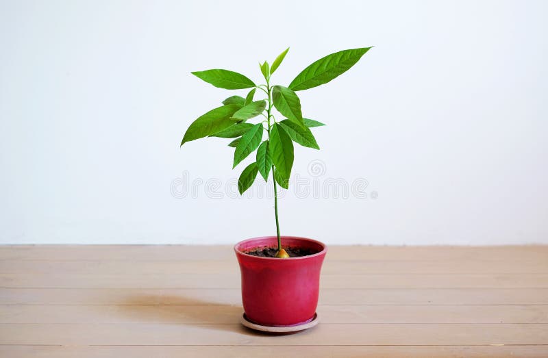 Mały avocado drzewo w kwiatu garnku na białym tle zdjęcie royalty free Mały avocado drzewo w kwiatu garnku na białym tle zdjęcie royalty free