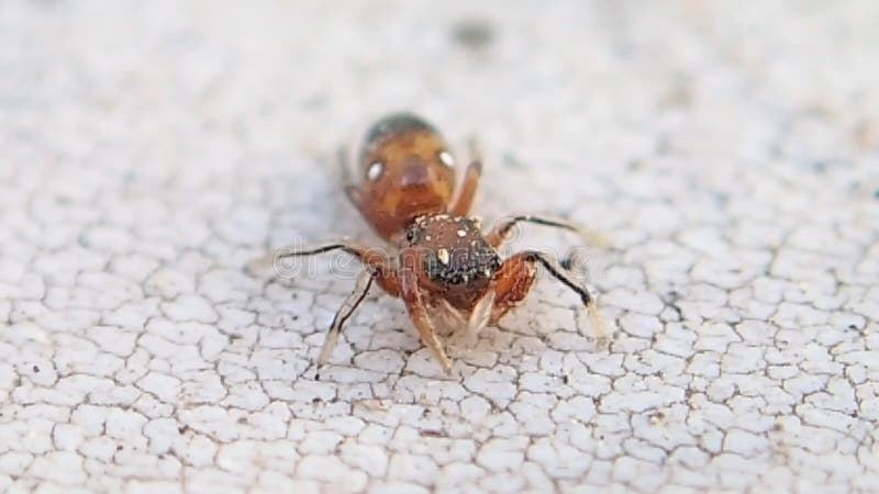 Mały brown skokowy pająk czyści jeden swój frontowa strona iść na piechotę