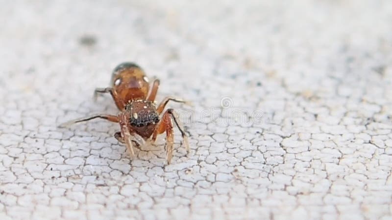 Mały brown skokowy pająk czyści swój prawą stronę iść na piechotę