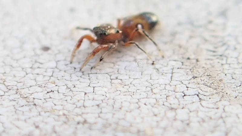 Mały brown skokowy pająka kręcenie wokoło