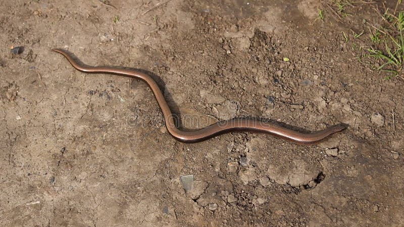 Mały brown wąż
