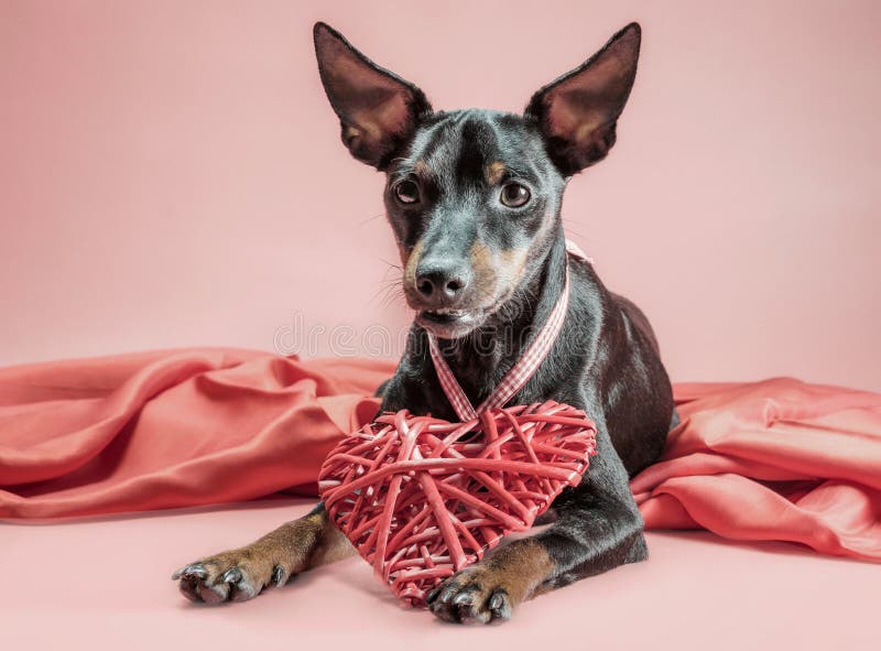 Mały ciekawy szczeniak miniaturowy pinscher z walentynkami serca dekoracja dnia fotografia stock