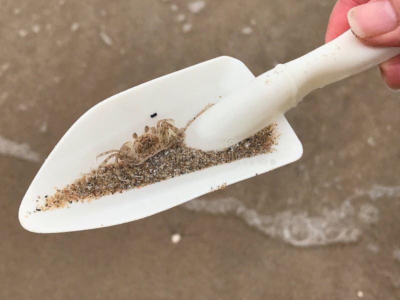 Mały kraba zamykający białe kieliszki na plaży obraz stock