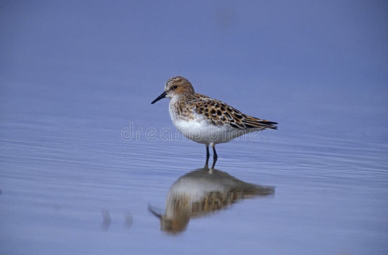 Mały okres zatrudnienia, Calidris minuta obraz royalty free Mały okres zatrudnienia, Calidris minuta obraz royalty free