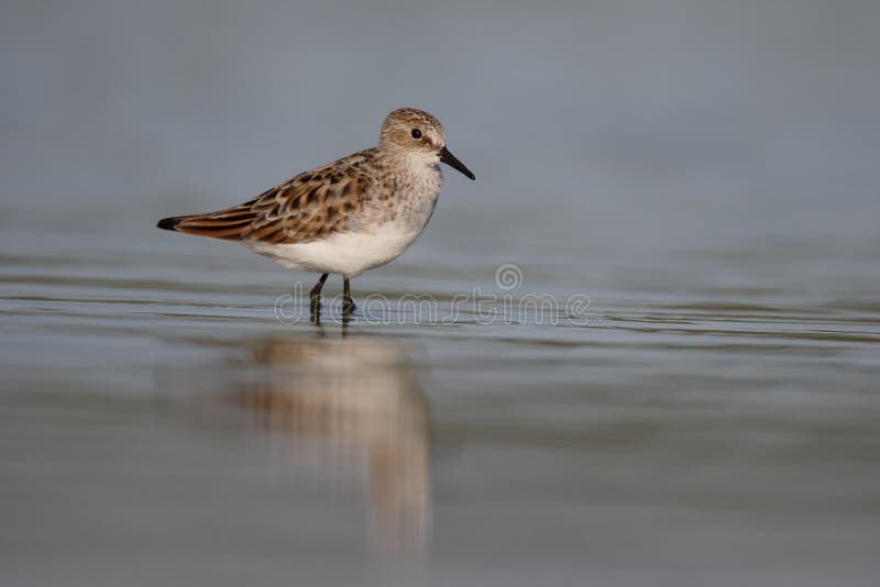 Mały okres zatrudnienia, Calidris minuta obraz stock Mały okres zatrudnienia, Calidris minuta obraz stock