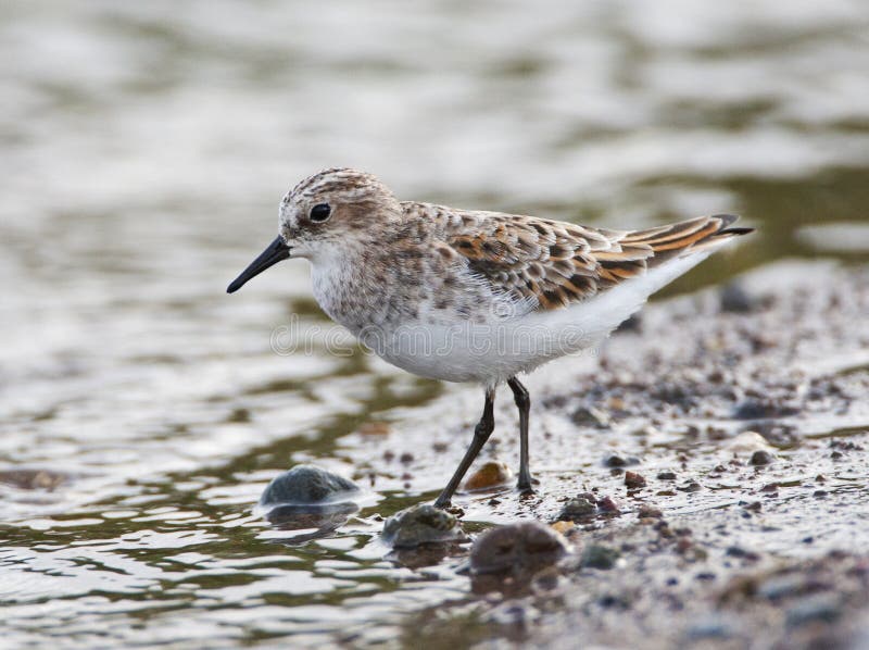 Mały okres zatrudnienia, Kleine Strandloper, Calidris minuta fotografia stock Mały okres zatrudnienia, Kleine Strandloper, Calidris minuta fotografia stock