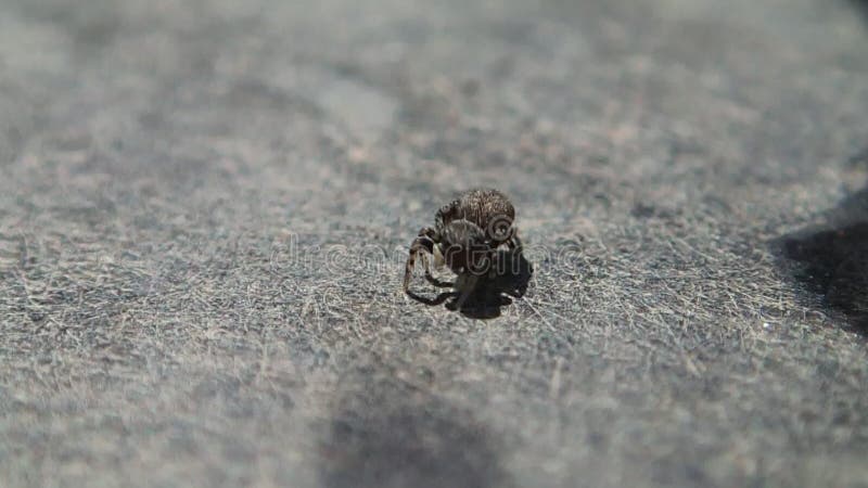 Mały pająk brązowy na stole