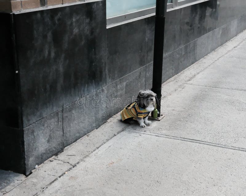 The small dog can be seen wearing a dog jacket, as the image was taken in winter. The pavement appears empty of people with the dog tied to a lamppost, waiting for his owner to come back from a nearby shop. The small dog can be seen wearing a dog jacket, as the image was taken in winter. The pavement appears empty of people with the dog tied to a lamppost, waiting for his owner to come back from a nearby shop.