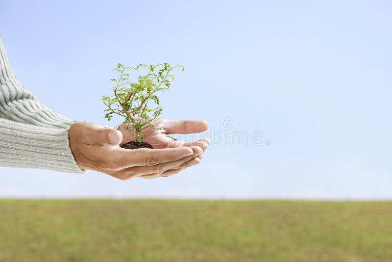 Small tree in hand with copy-space. Small tree in hand with copy-space