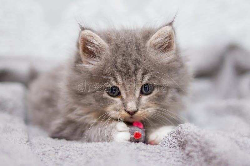 Mały szary puszysty figlarki Maine coon patrzeje kamerę Dzieciaków kotów i zwierząt pojęcie obrazy royalty free