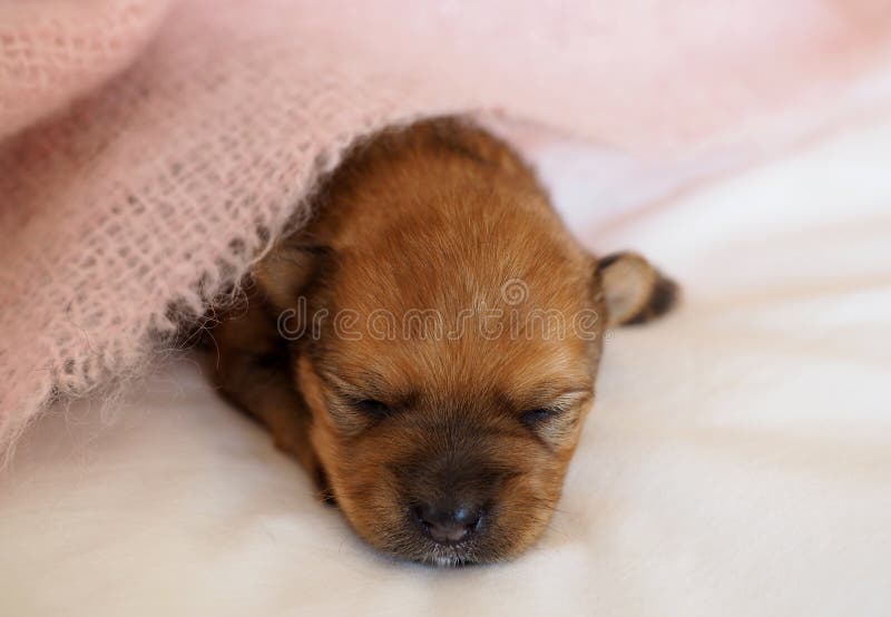 Little baby puppy lying on white background. Little baby puppy lying on white background