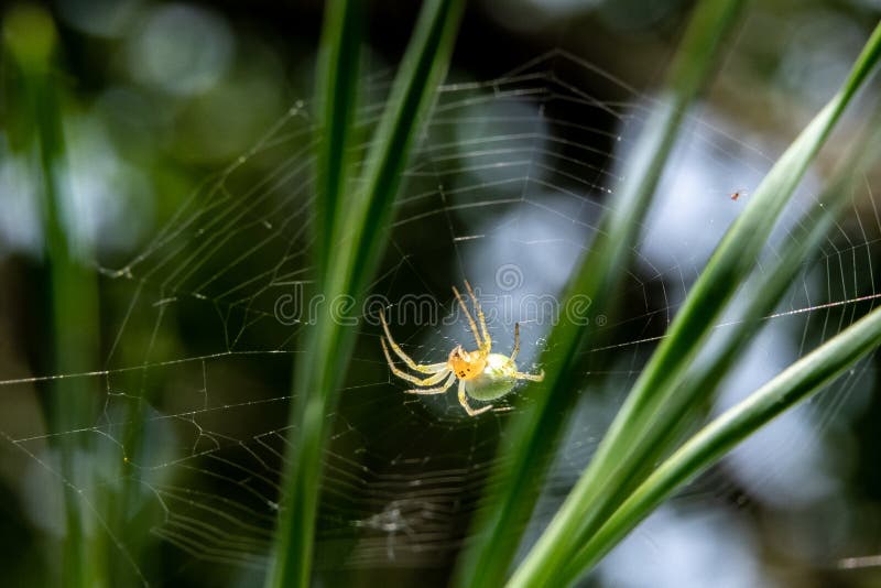 mały zielony pająk na sośnie w górę fotografia royalty free mały zielony pająk na sośnie w górę fotografia royalty free
