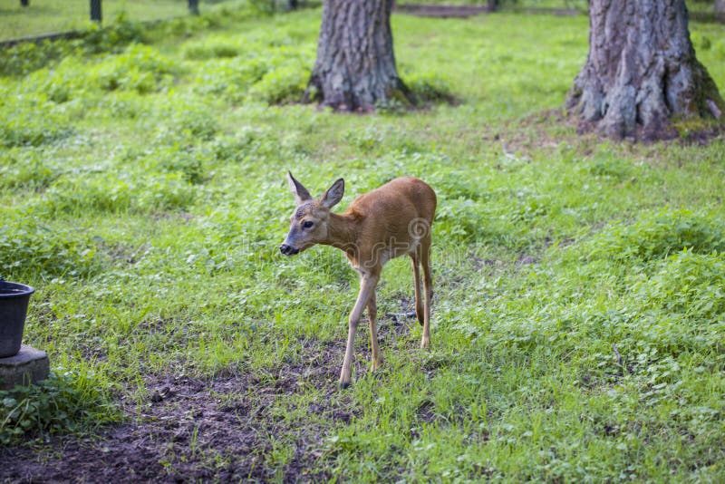 Mały źrebię iść ścieżka wewnątrz, Bialowieza park narodowy fotografia royalty free Mały źrebię iść ścieżka wewnątrz, Bialowieza park narodowy fotografia royalty free