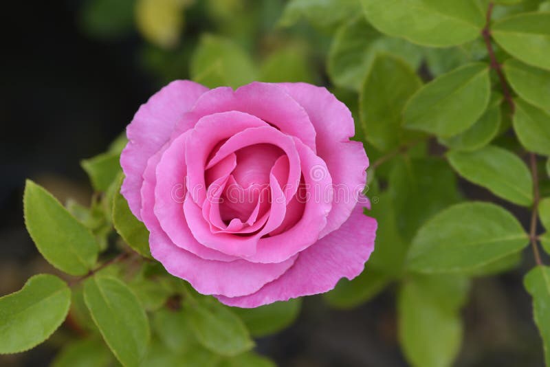 The McCartney Rose stock photo. Image of shrub, close 184600844