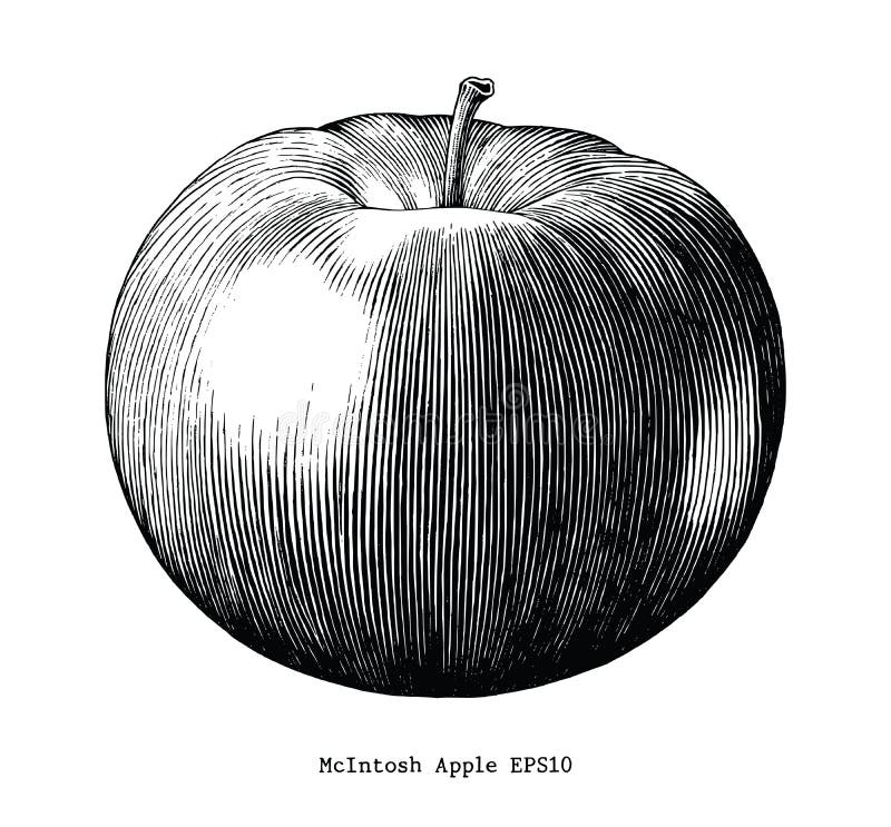 Mcintosh apple hand draw vintage clip art isolated on white back