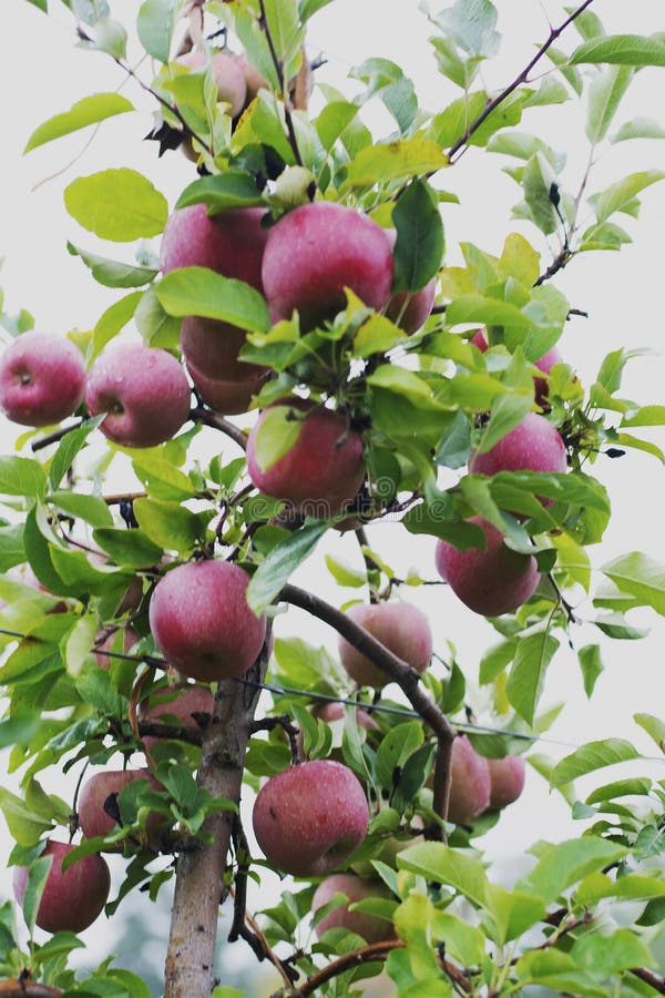 McIntosh Apples at an Apple Orchard Stock Photo Image of autumn, crop