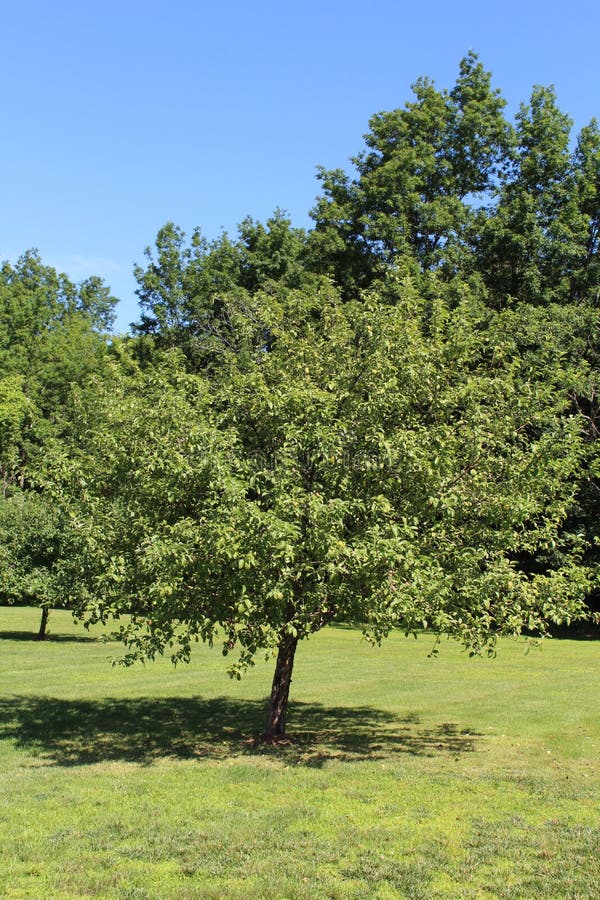 McIntosh Apple Tree