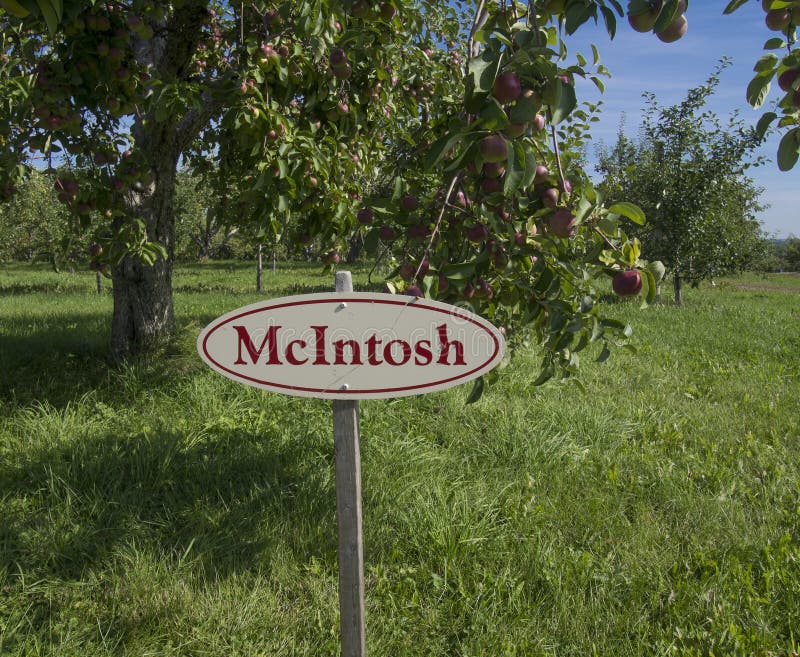 McIntosh apples on a tree