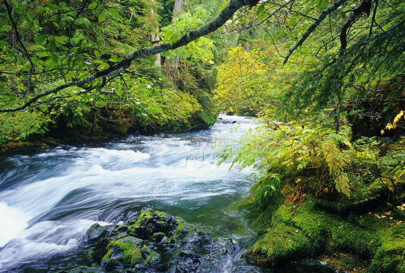 McKenzie River