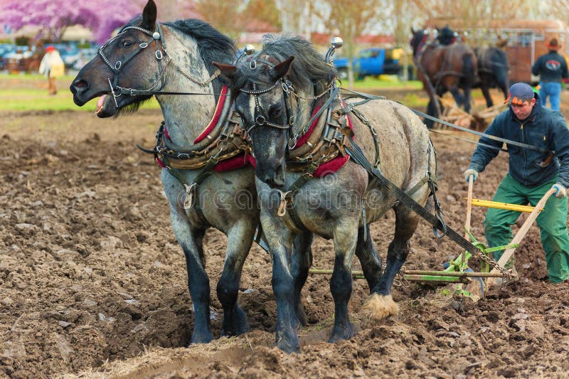 McMinnville, Oregon, USA - April 11, 2015: Draft horses pulling a plow guided by a man at Farm Fest & Plowing Competition at Yamhill Heritage Center in McMinnville, Oregon. McMinnville, Oregon, USA - April 11, 2015: Draft horses pulling a plow guided by a man at Farm Fest & Plowing Competition at Yamhill Heritage Center in McMinnville, Oregon