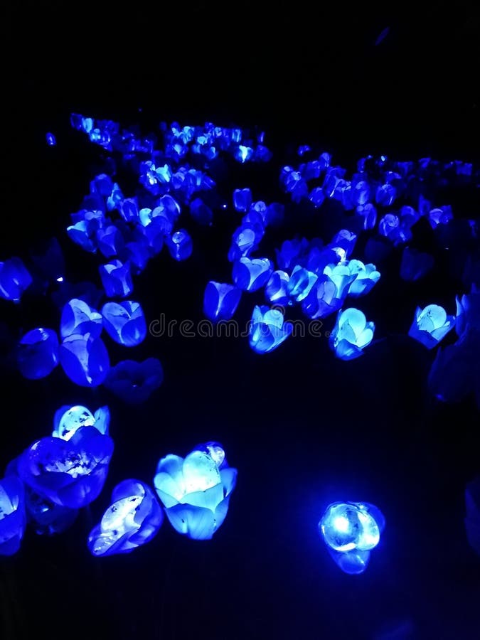 Electronic rose in blue stock photo. Image of rose, blue 147057144