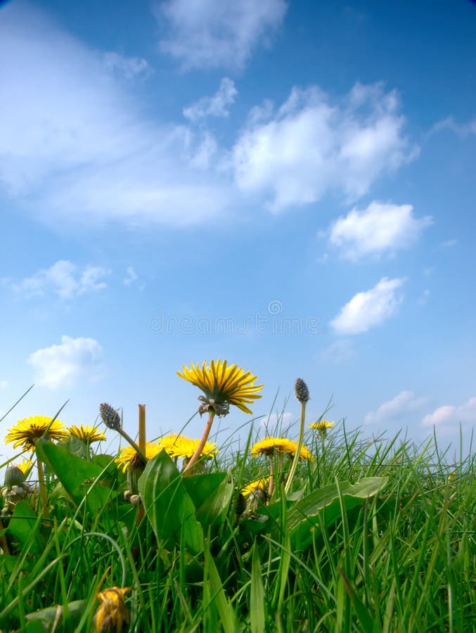 Meadow Flowers Stock Photo Image Of Nature Neat Outdoors 8836652