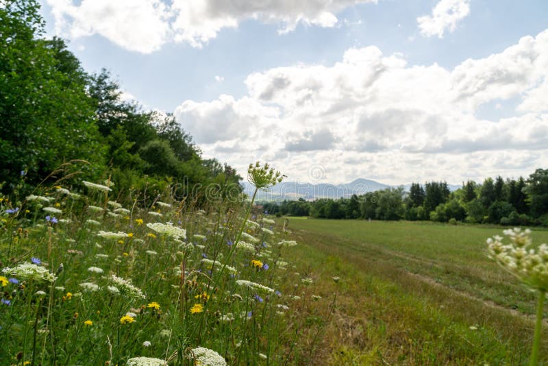 Meadow with beautiful grass, wild carrot, chicory and other flowers.