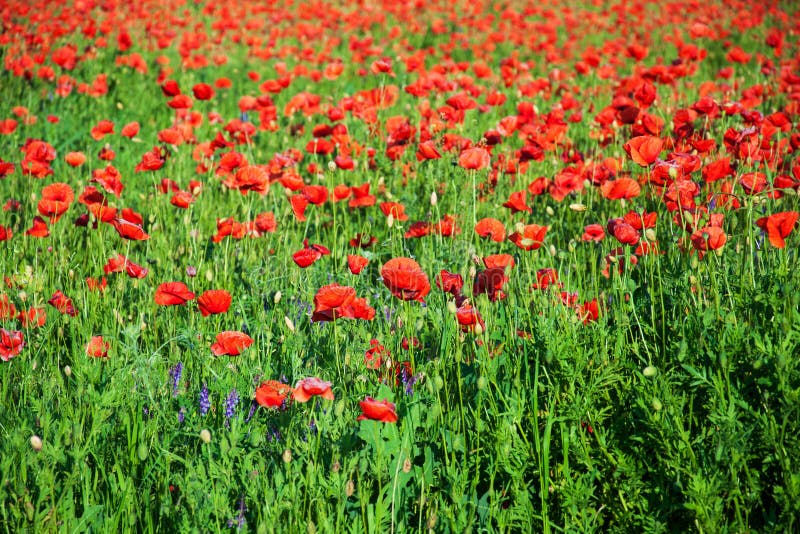 Meadow with beautiful red poppy flowers