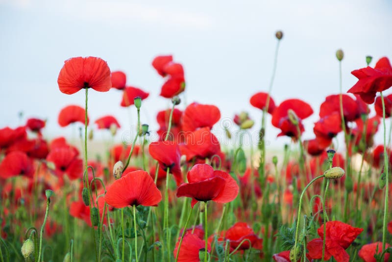 Meadow with beautiful red poppy flowers