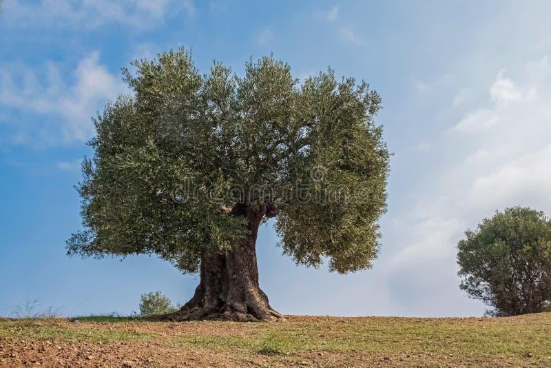 Meadow with big old olive tree