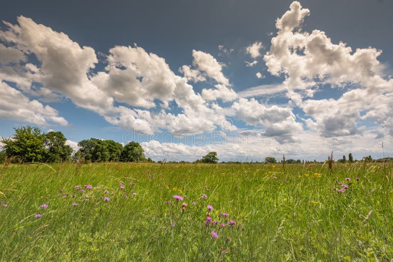 Meadow in Bloom in the French Countryside Stock Photo Image of spring
